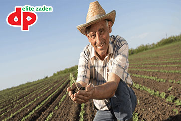 DP elite zaden